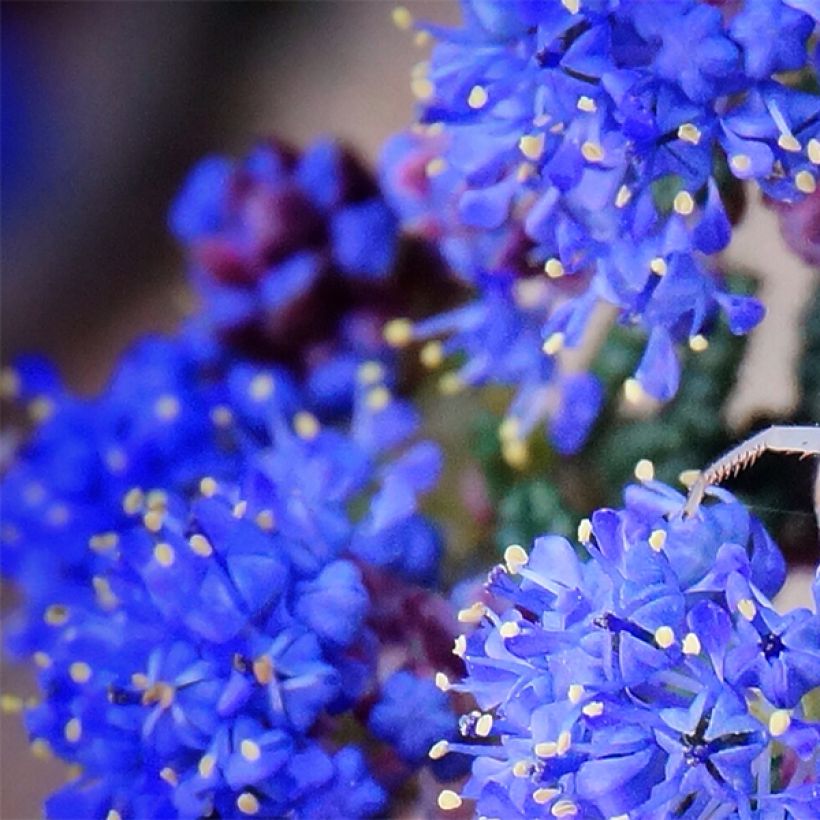 Ceanothus Dark Star - Lilas de Santa Barbara (Floraison)