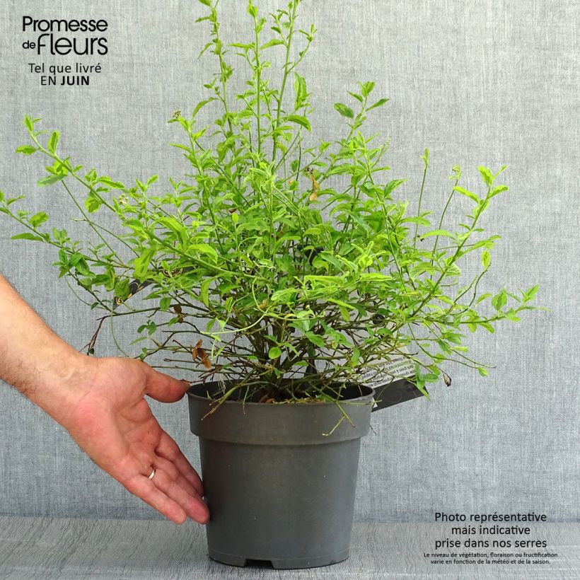 Spécimen de Ceanothus El Dorado - Lilas de Californie Pot de 2L/3L tel que livré en été