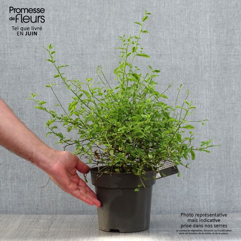 Spécimen de Ceanothus El Dorado - Lilas de Californie Pot de 2L/3L tel que livré au printemps