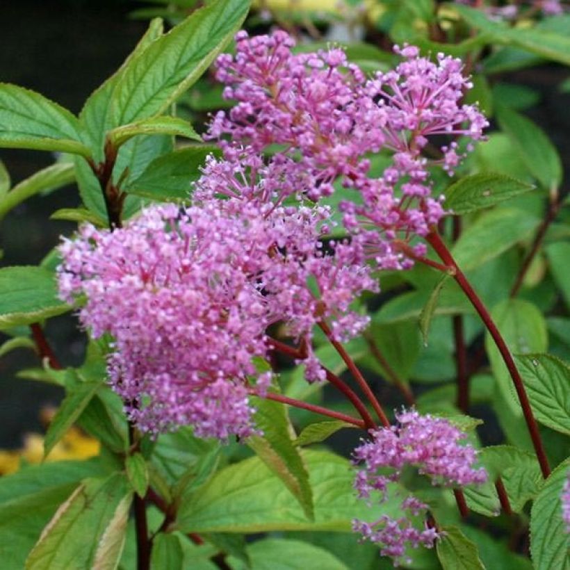 Céanothe caduc Perle Rose (Floraison)