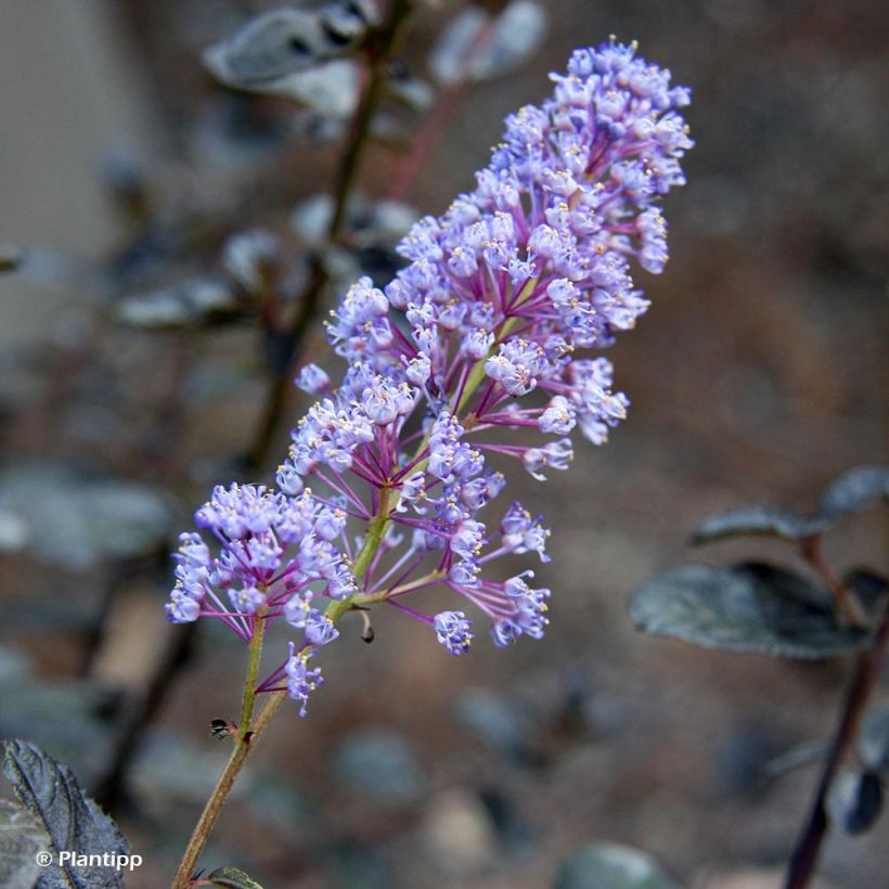 Céanothe Tuxedo (Floraison)