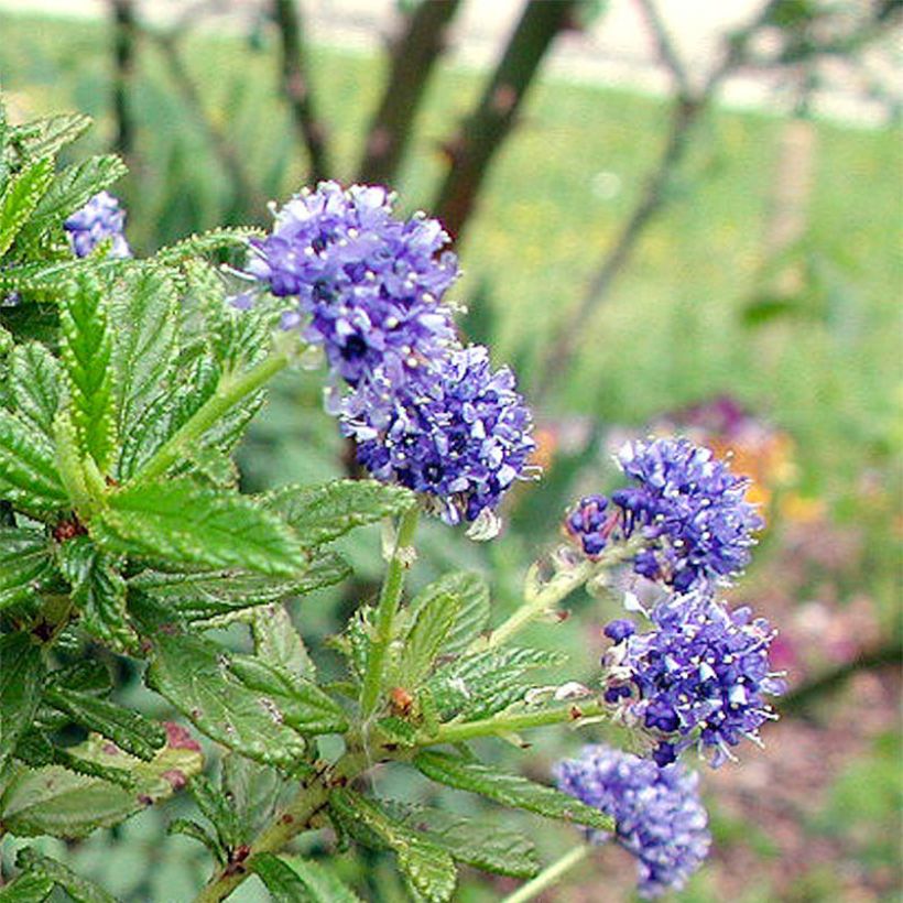 Céanothe (x) Blue Diamond (Floraison)