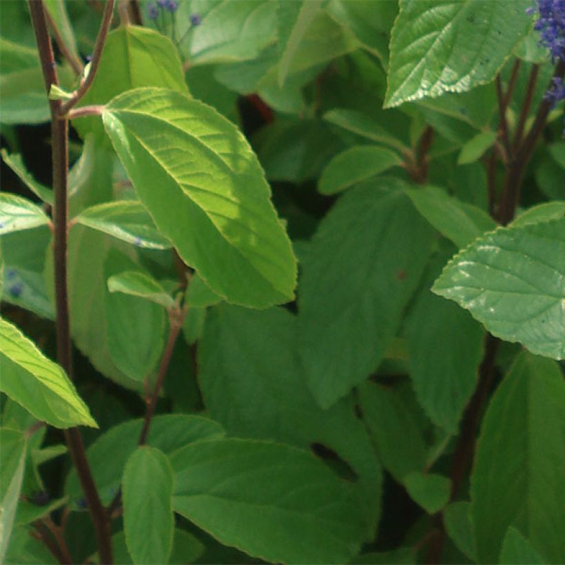 Ceanothus arboreus Concha - Lilas de Californie (Feuillage)