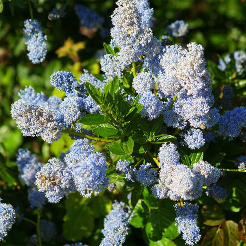 Ceanothus arboreus Concha - Lilas de Californie (Floraison)