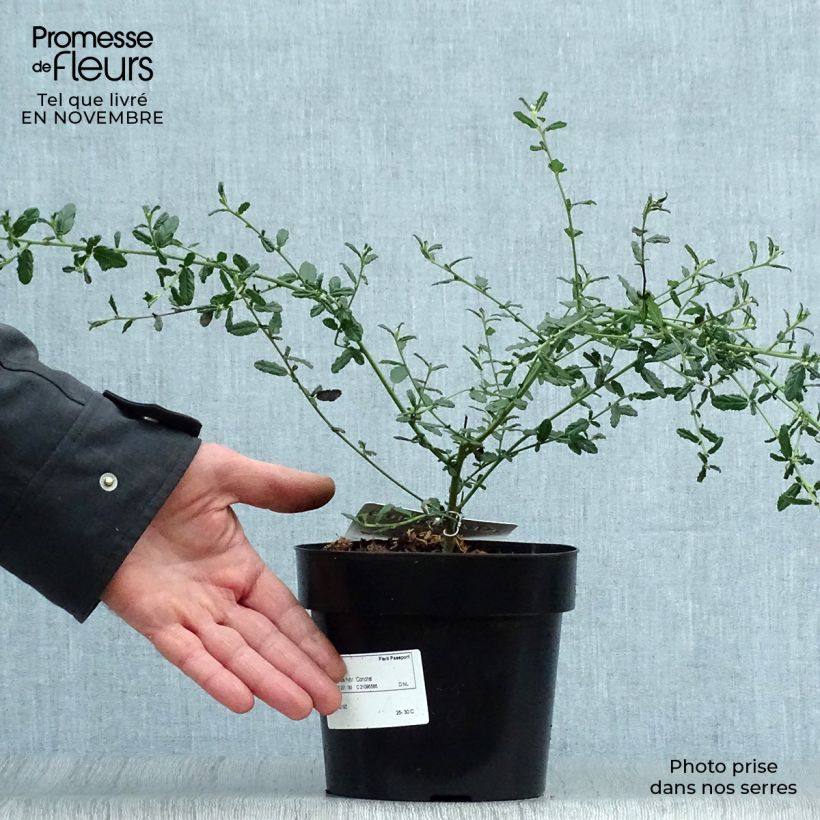 Spécimen de Ceanothus arboreus Concha - Lilas de Californie Pot de 2L/3L tel que livré en automne