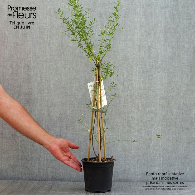 Spécimen de Ceanothus arboreus Concha - Lilas de Californie Pot de 2L/3L tel que livré en été