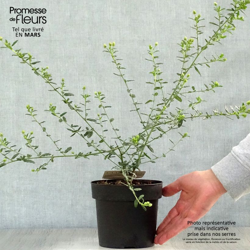 Spécimen de Ceanothus arboreus Concha - Lilas de Californie Pot de 2L/3L tel que livré au printemps
