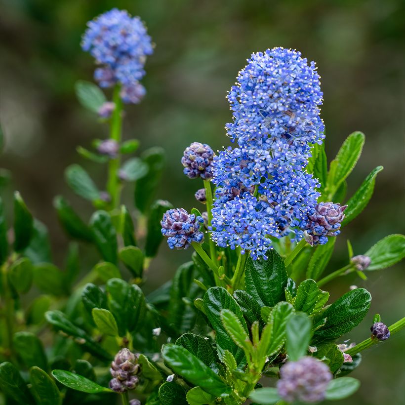 Ceanothus arboreus Concha - Lilas de Californie (Floraison)