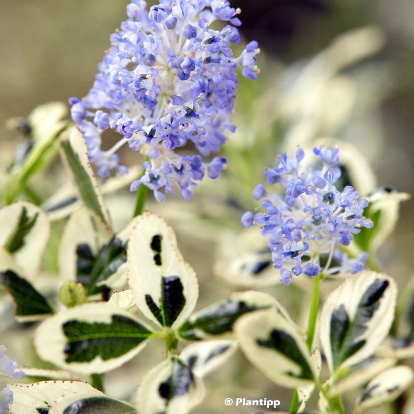 Céanothe impressus Cool Blue - Lilas de Californie (Feuillage)