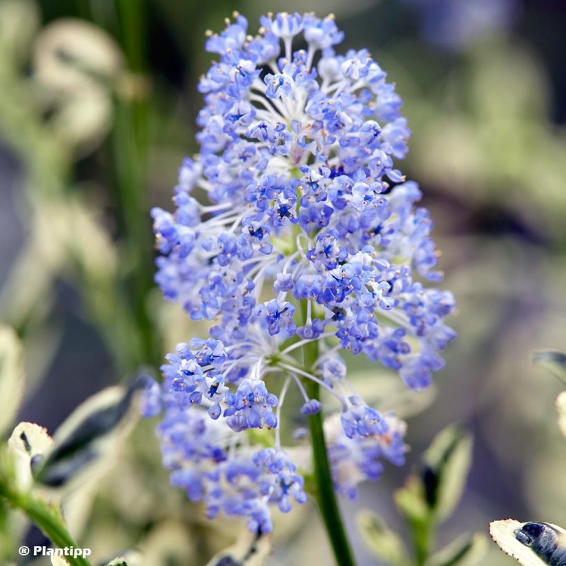 Céanothe impressus Cool Blue - Lilas de Californie (Floraison)