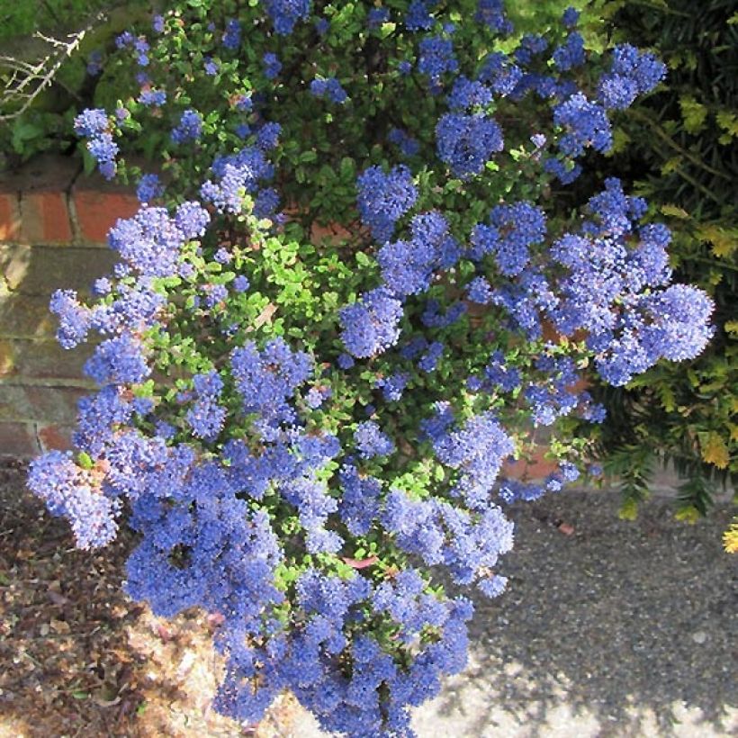 Céanothe impressus Puget Blue - Lilas de Californie (Floraison)