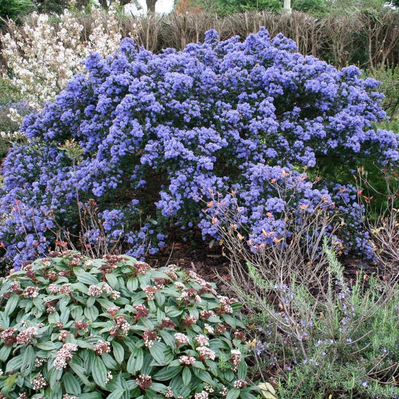 Céanothe impressus Puget Blue - Lilas de Californie (Port)