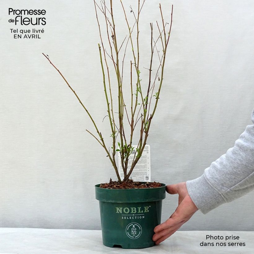 Spécimen de Céanothe pallidus Marie Rose - Lilas de Californie en pot de 3/4L tel que livré au printemps
