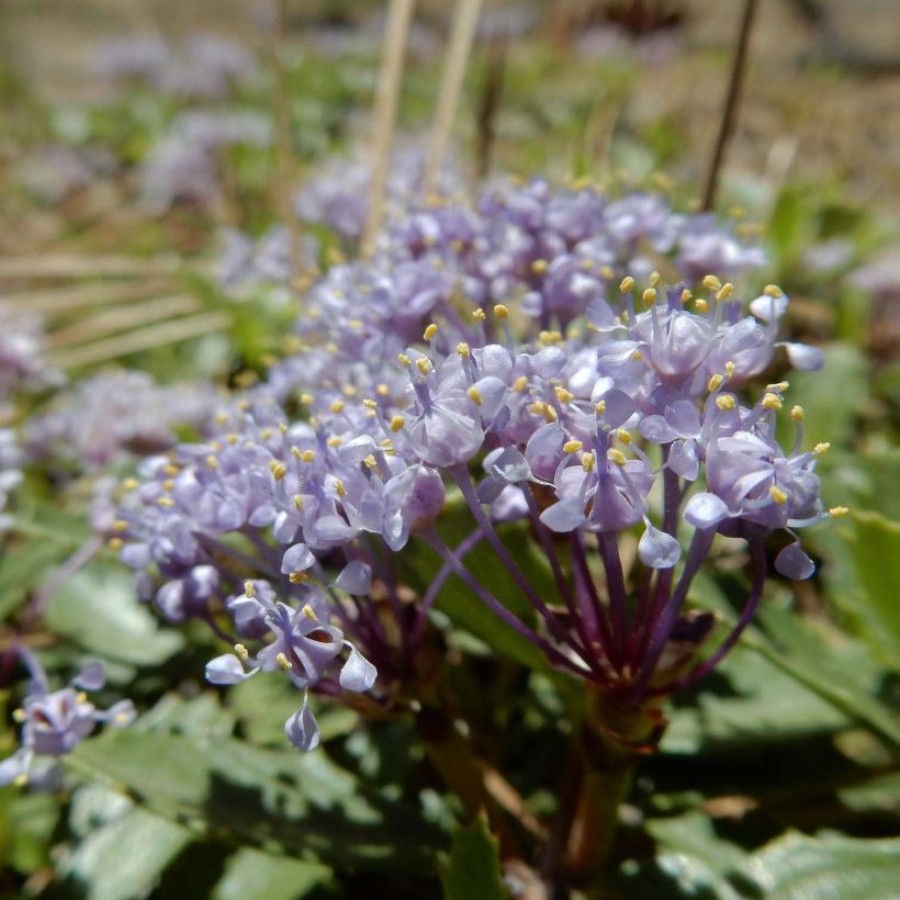 Céanothe prostratus - Céanothe prostré (Floraison)