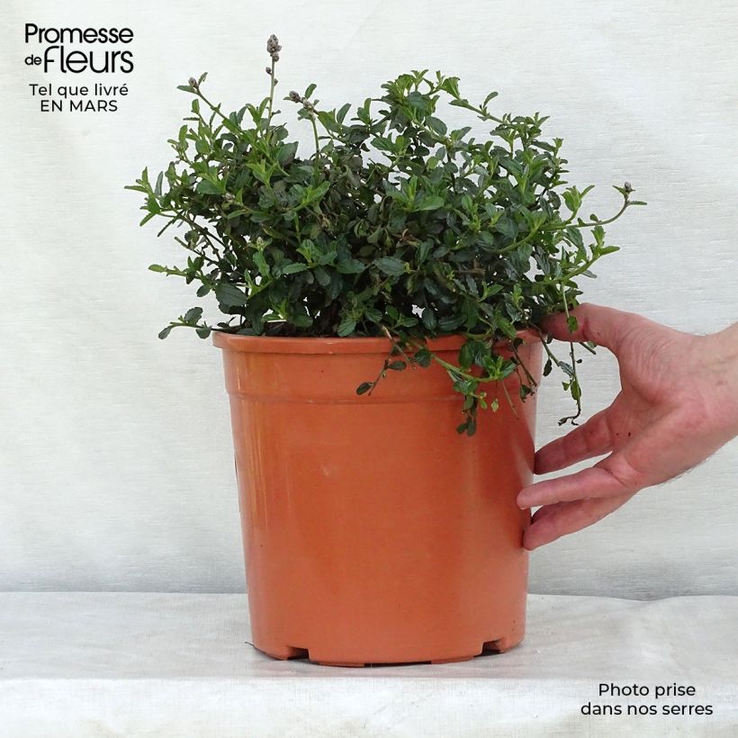 Spécimen de Ceanothus thyrsiflorus repens - Lilas de Californie Pot de 7,5L/10LHauteur livrée env. 40/50cm tel que livré au printemps
