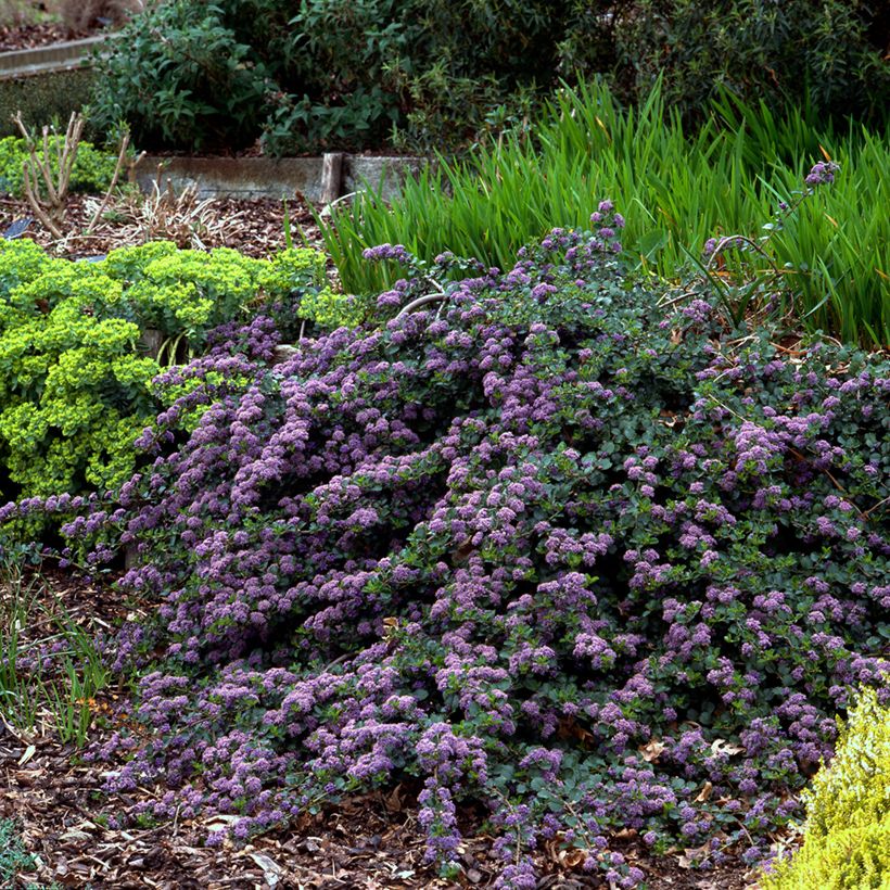 Ceanothus thyrsiflorus repens - Lilas de Californie (Port)