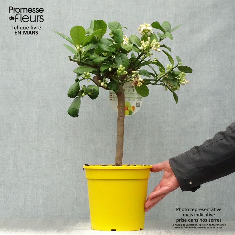 Spécimen de Cédratier - Citrus medica Pot de 3L/4L tel que livré au printemps