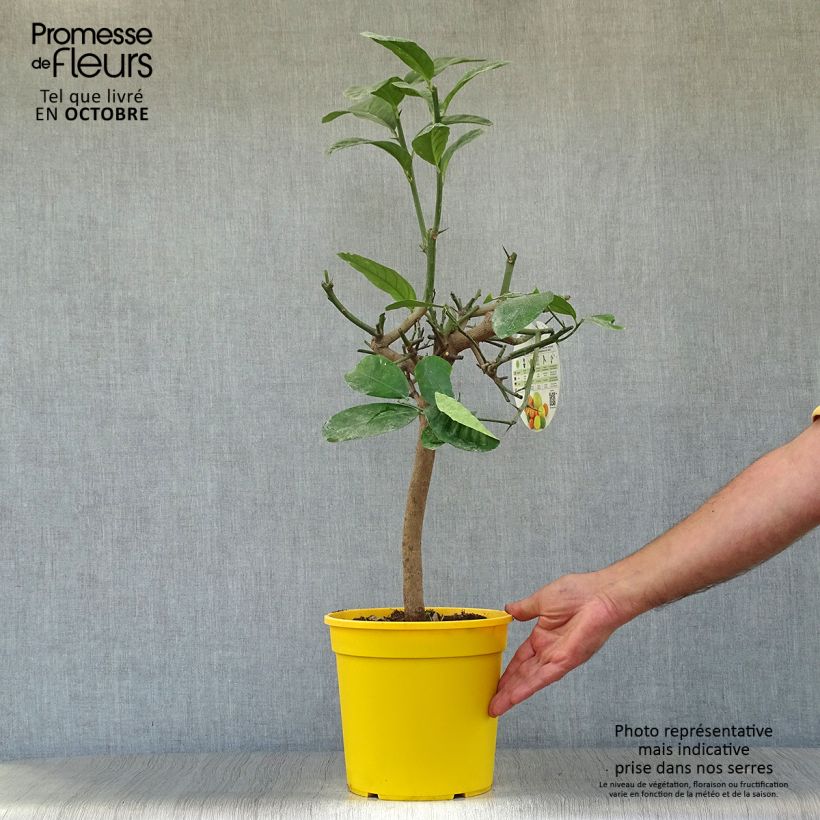 Spécimen de Cédratier - Citrus medica tel que livré en automne