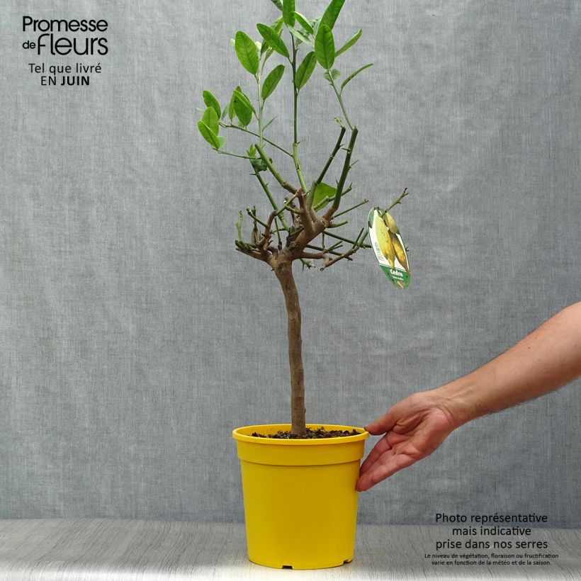 Spécimen de Cédratier - Citrus medica Pot de 3L/4L, 1/4 de tige tel que livré en été