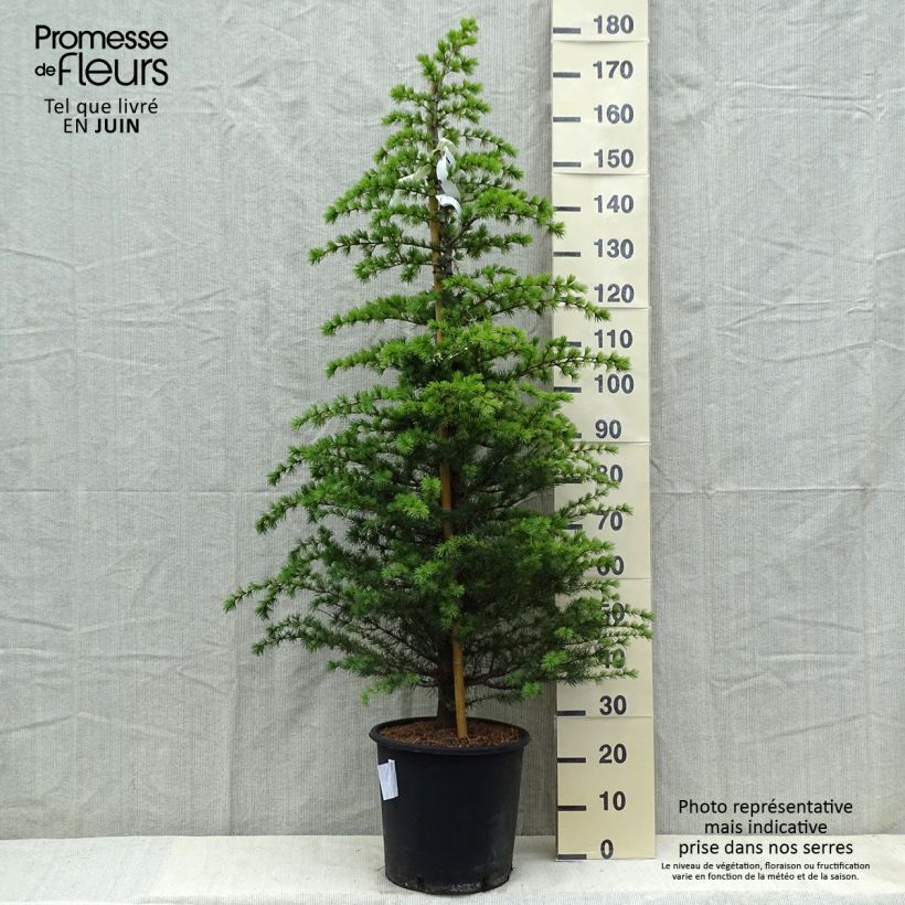 Spécimen de Cèdre bleu de l'Atlas - Cedrus libani Atlantica Glauca Pot de 10L tel que livré au printemps