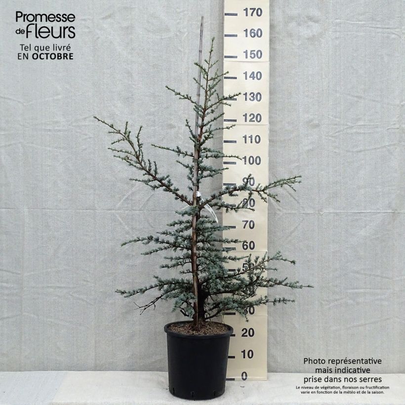 Spécimen de Cèdre bleu de l'Atlas - Cedrus libani atlantica Horstmanns Silberspitz Pot de 12L/15L tel que livré en automne