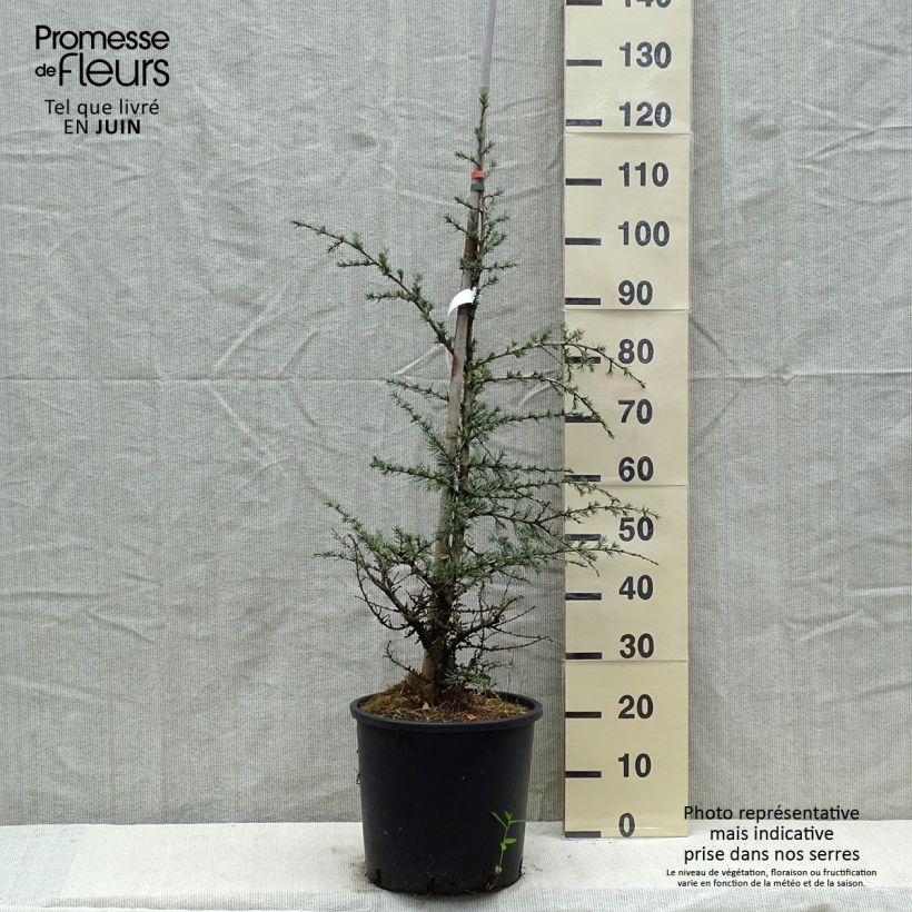 Spécimen de Cèdre bleu de l'Atlas - Cedrus libani atlantica Horstmanns Silberspitz Pot de 12L/15L tel que livré au printemps