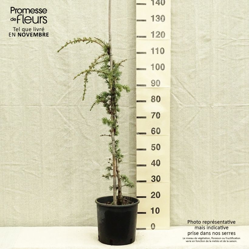 Spécimen de Cèdre de l'Atlas pleureur - Cedrus libani Atlantica Pendula Pot de 7,5L/10L tel que livré en automne