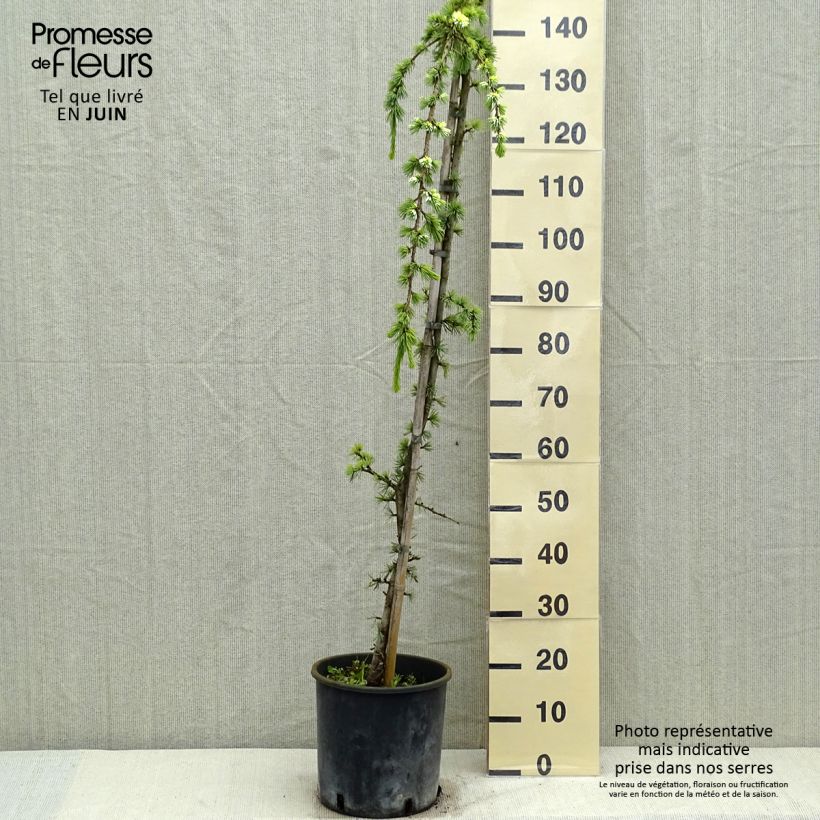 Spécimen de Cèdre de l'Atlas pleureur - Cedrus libani Atlantica Pendula Pot de 7.5L/10L tel que livré au printemps