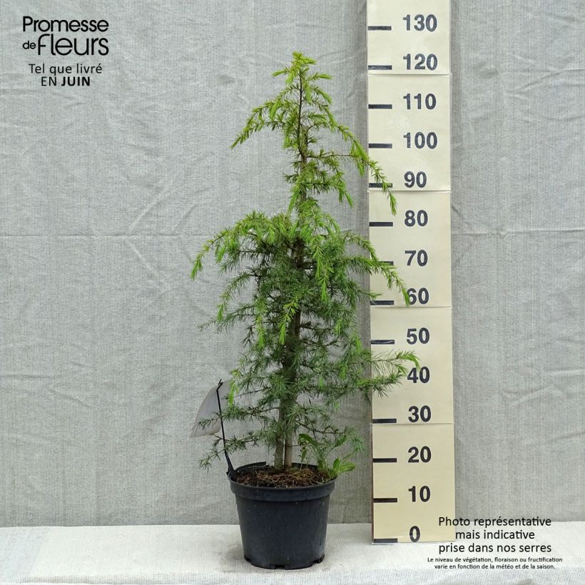 Spécimen de Cèdre de l'Himalaya - Cedrus deodara en pot de 15L tel que livré au printemps