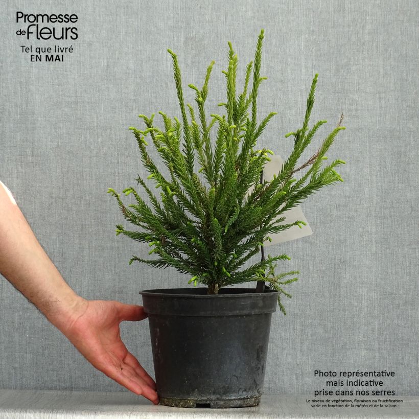Spécimen de Cryptomeria japonica Araucarioides - Cèdre du Japon en pot tel que livré au printemps
