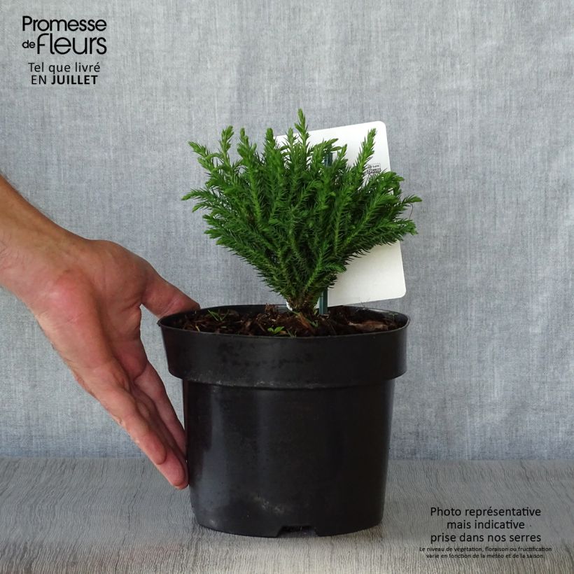 Spécimen de Cryptomeria japonica Green Pearl - Cèdre du Japon Pot de 2L/3L tel que livré en été