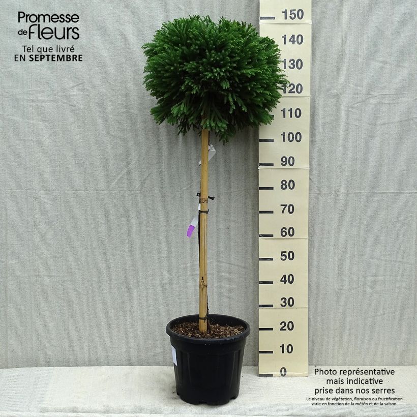 Spécimen de Cryptomeria japonica Globosa Nana - Cèdre du Japon  Pot de 12L/15L, Tige de 80 cm tel que livré en été