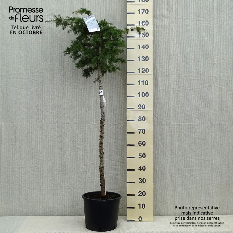 Spécimen de Cèdre du Liban - Cedrus libani Pot de 7.5L/10L tel que livré en automne