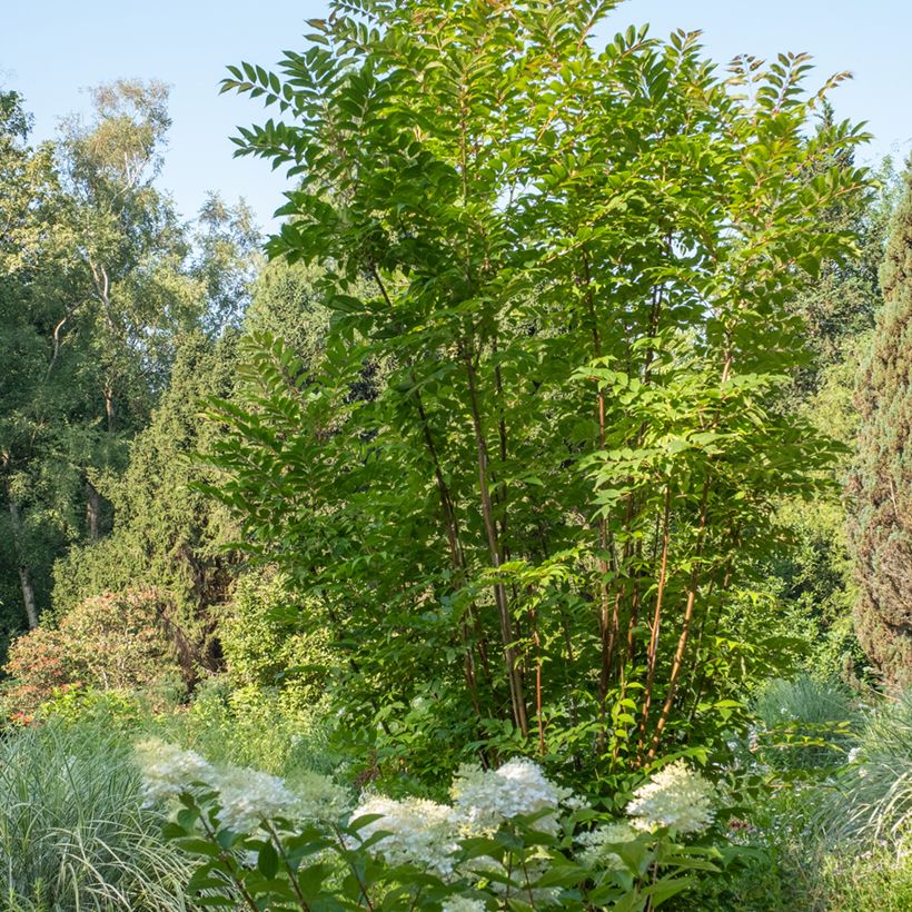 Toona sinensis - Acajou de Chine (Port)