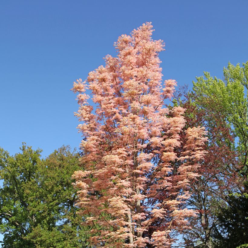 Toona sinensis Flamingo - Acajou de Chine (Port)