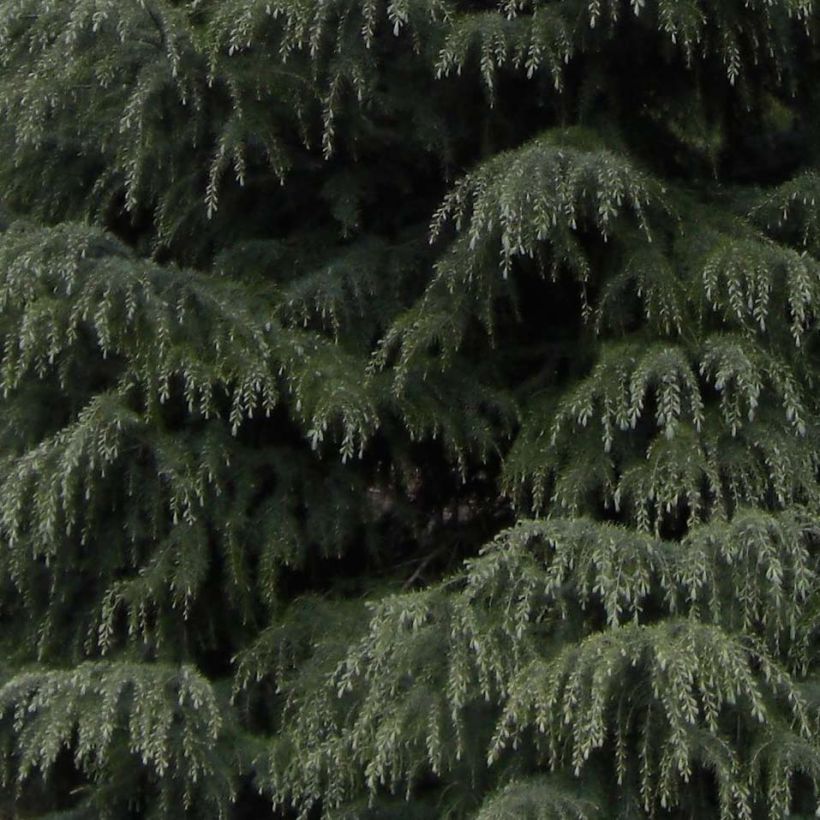 Cèdre de l'Himalaya - Cedrus deodara (Feuillage)