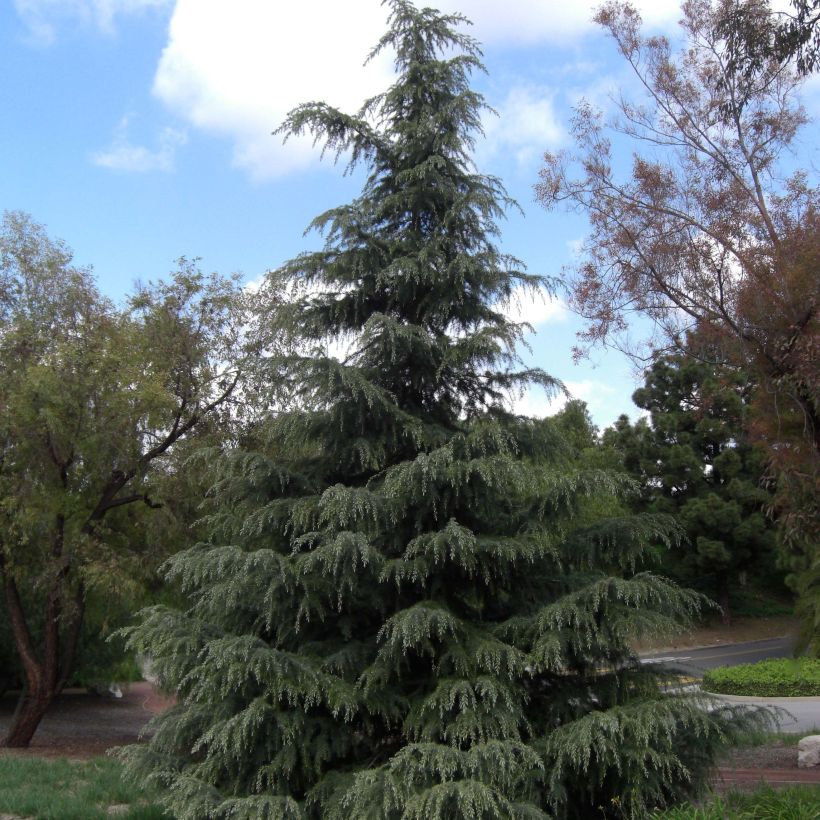 Cèdre de l'Himalaya - Cedrus deodara (Port)