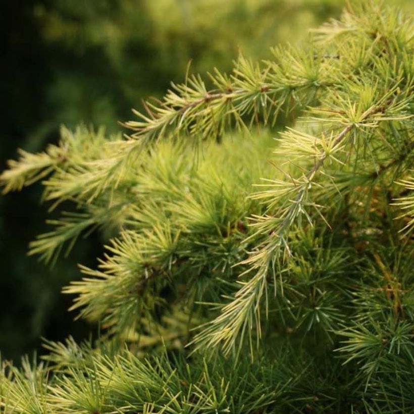 Cedrus deodara Aurea - Cèdre de l'Himalaya doré (Feuillage)