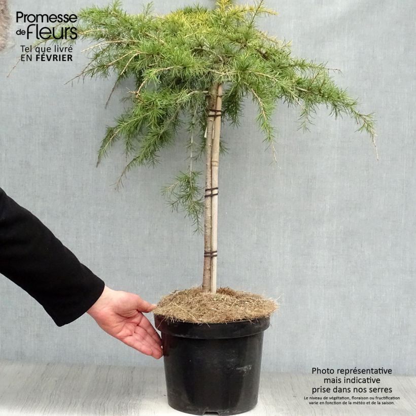 Spécimen de Cedrus deodara Golden Horizon - Cèdre de l'Himalaya nain Pot de 7,5L/10L Tige tel que livré en hiver