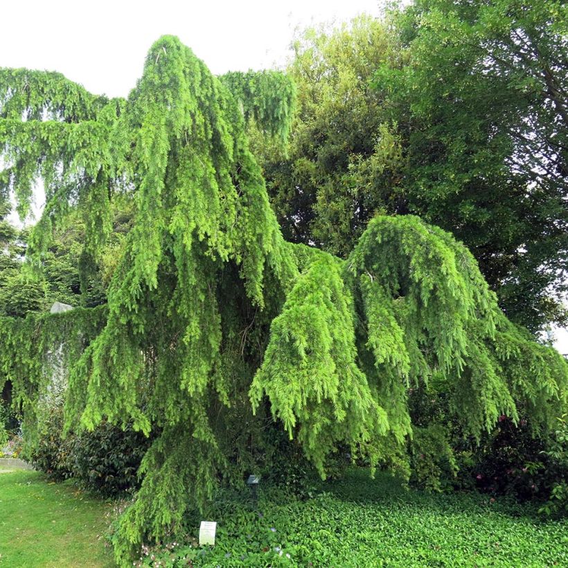 Cèdre de l'Himalaya Pendula - Cedrus deodara (Port)