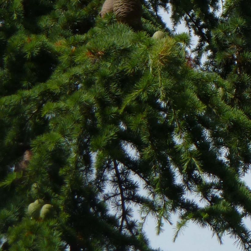 Cèdre du Liban - Cedrus libani (Feuillage)