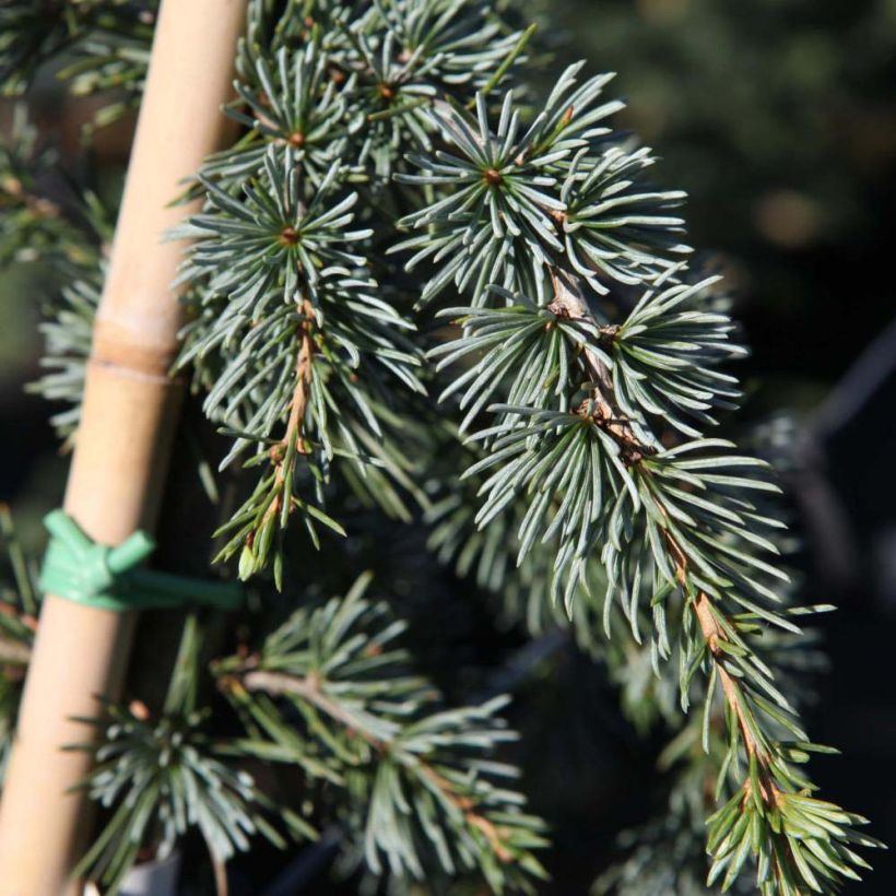 Cèdre de l'Atlas pleureur - Cedrus libani Atlantica Pendula (Feuillage)