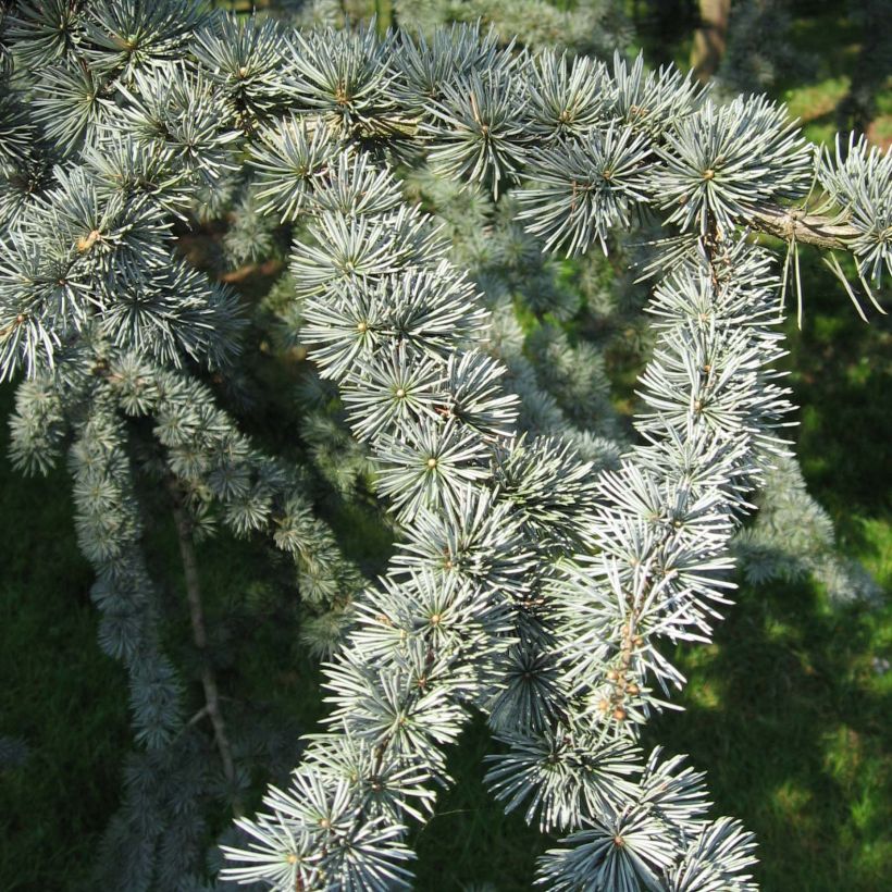 Cèdre bleu de l'Atlas - Cedrus libani Atlantica Glauca (Feuillage)