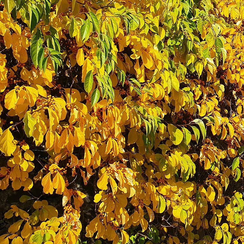 Celastrus orbiculatus Hercules - Célastre ou Bourreau des arbres (mâle) (Feuillage)