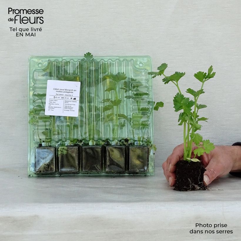 Spécimen de Céleri rave Monarch en plants Mini-motte Ø 3/4 cm tel que livré au printemps