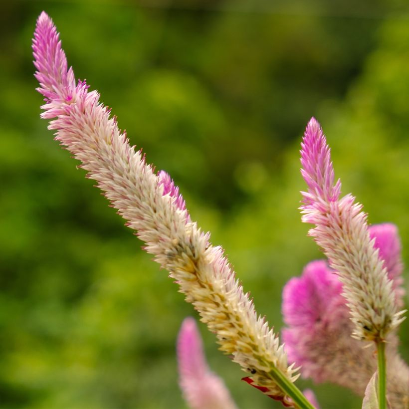 Celosie Flamingo Pink NT - Ferme de Sainte Marthe (Floraison)