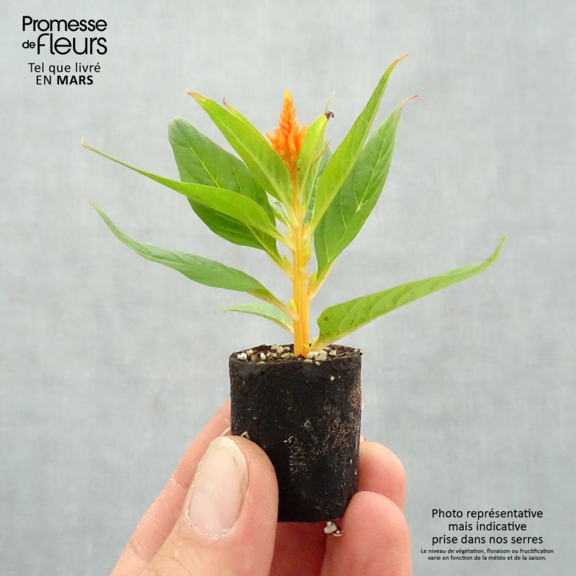 Spécimen de Celosie Kelos Fire Orange Mini-mottes tel que livré au printemps