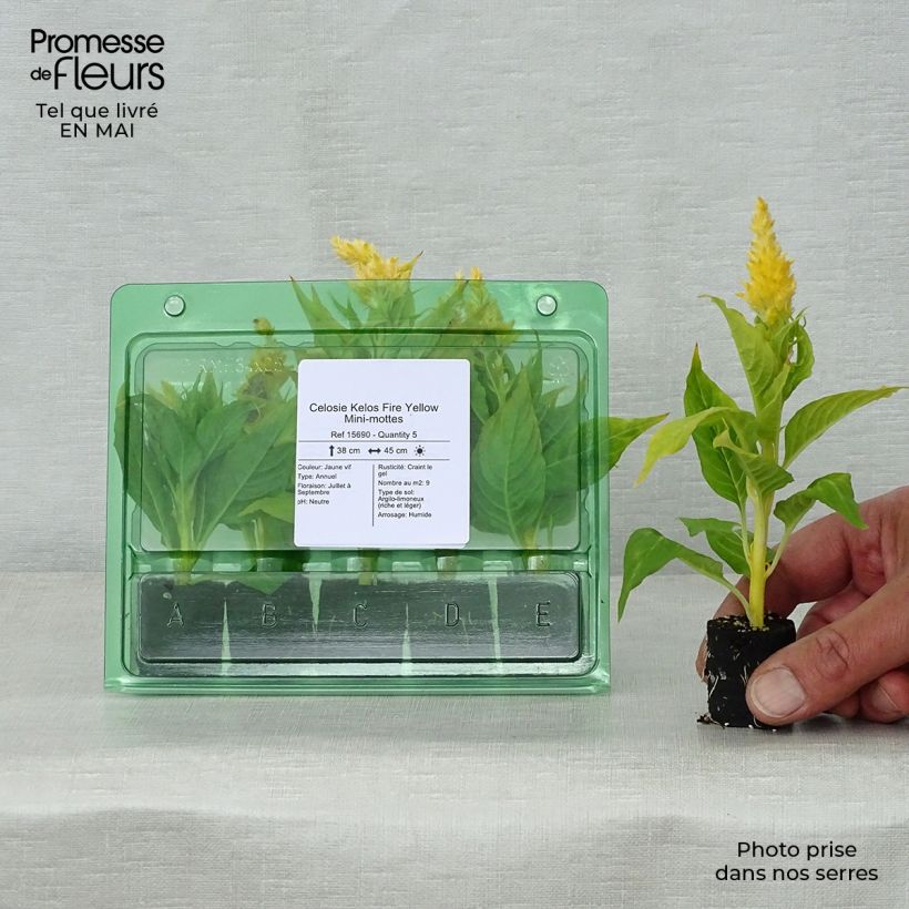 Spécimen de Celosie Kelos Fire Yellow Mini-mottes Mini-motte 4 cm tel que livré au printemps