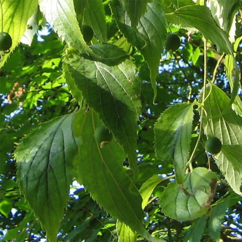 Celtis australis - Micocoulier de Provence (Feuillage)