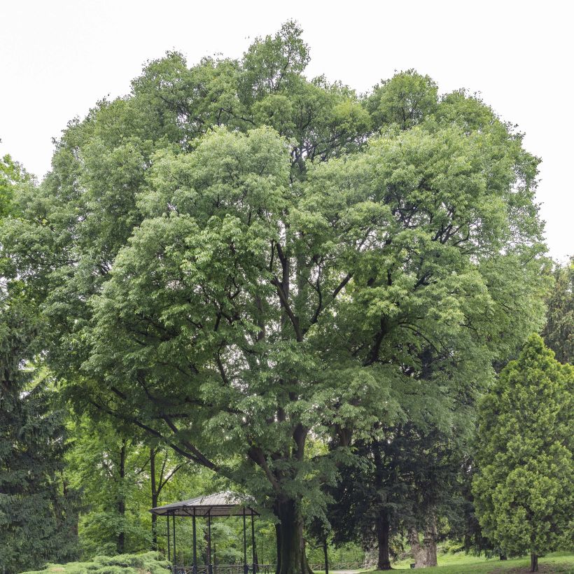 Celtis australis - Micocoulier de Provence (Port)